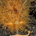 frogfish_hairy_kbrtk3_v_0147_sul1770.jpg